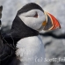 puffin_atlantic_msi_h_2674_can2060.jpg